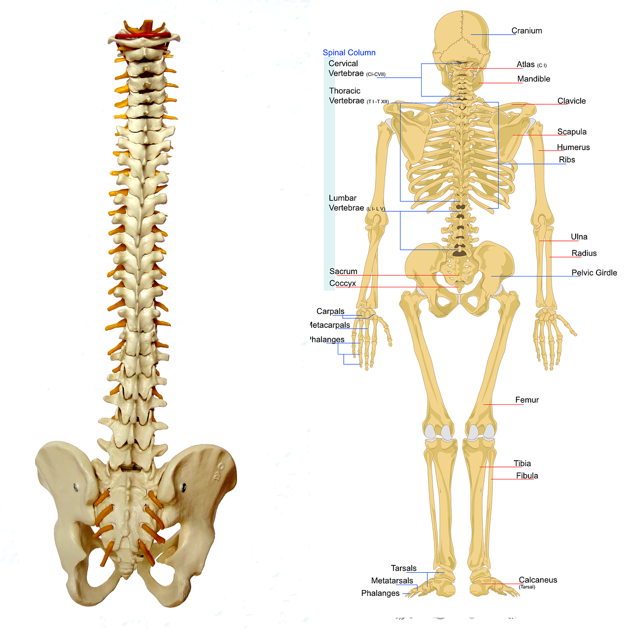 Effektiv Anatomie lernen mit Skelettmodellen? 6 Sofort