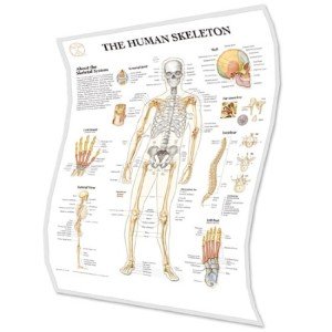 Anatomie Poster