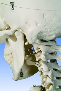 Skelettschädel öffnen Studienskelett