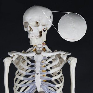 menschliches Skelettmodell kaufen 2