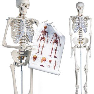 Skelettmodelle kaufen