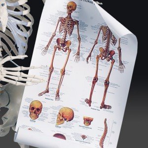 Anatomie plakat